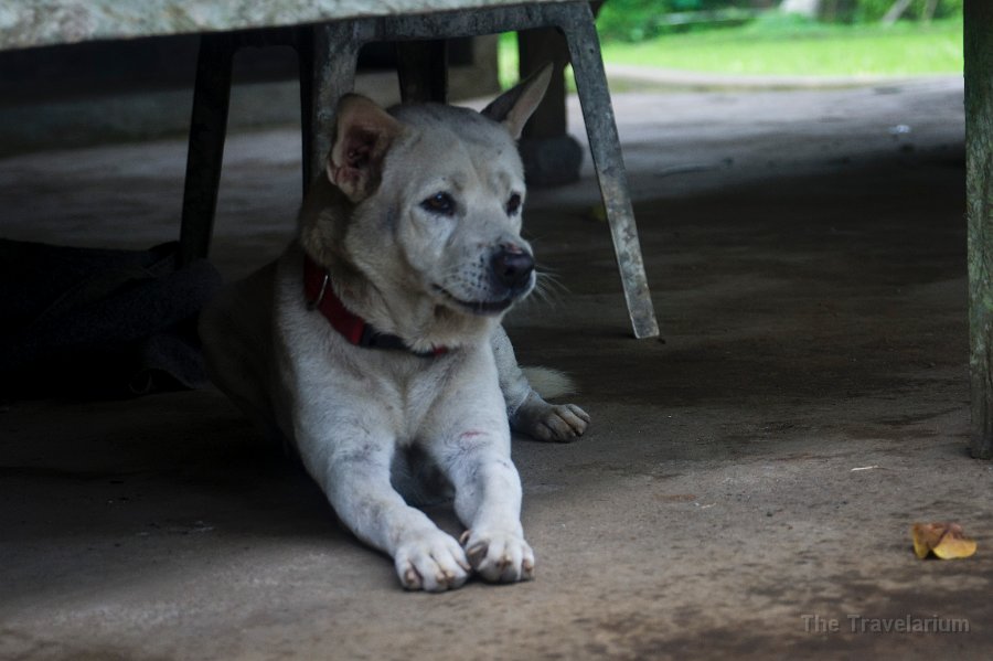 DSC01260 Bali dog