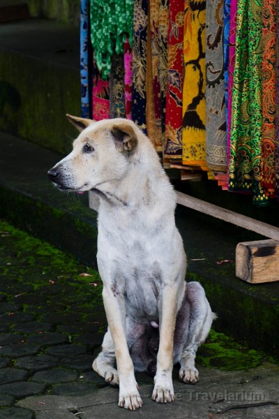 DSC01290 Bali dog