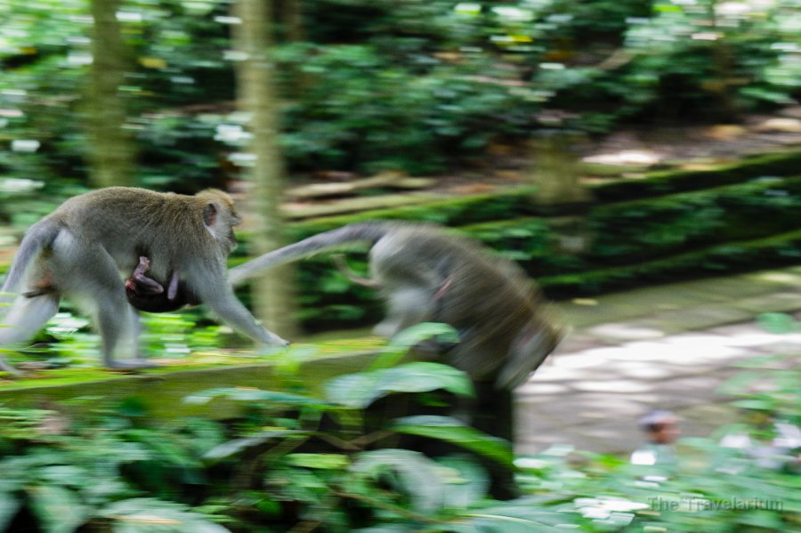 DSC01448 Bali