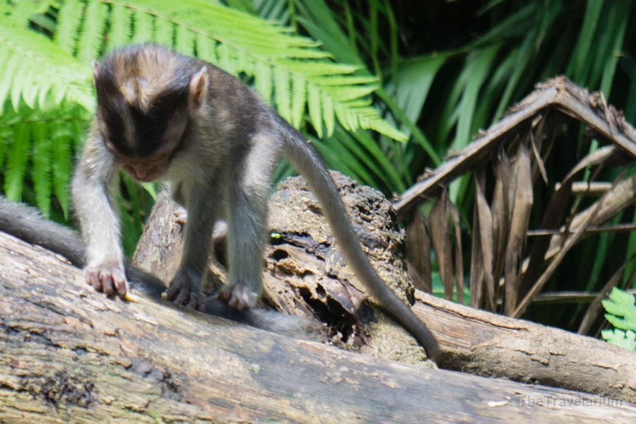 Bali-Ubud 023