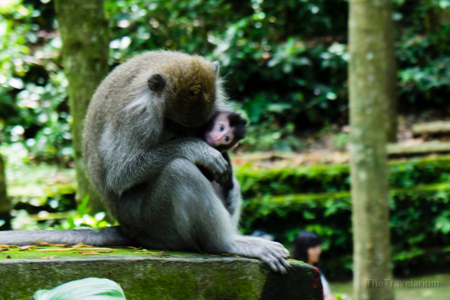 Bali-Ubud 028