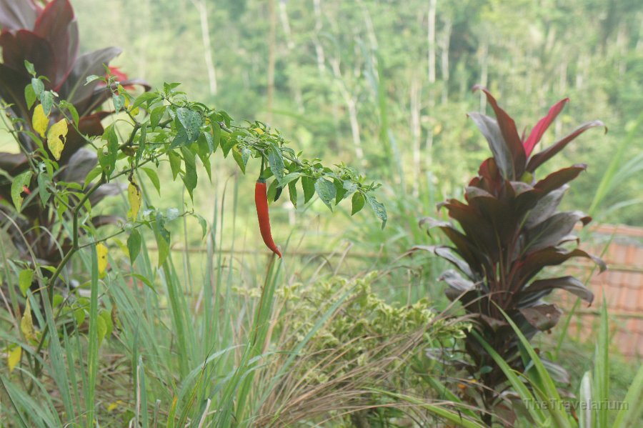 Bali-Ubud 033