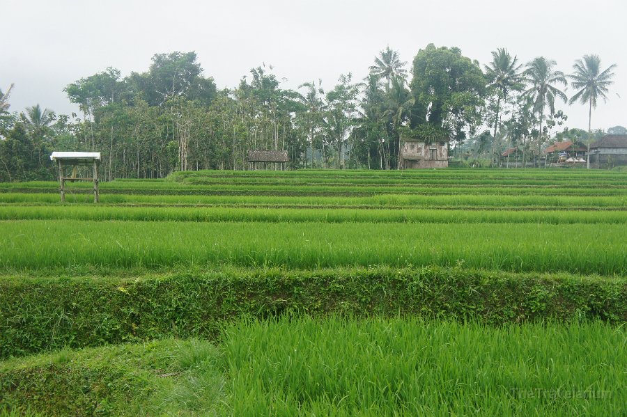 Bali-Ubud 035