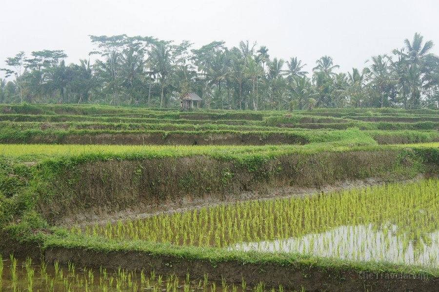 Bali-Ubud 036