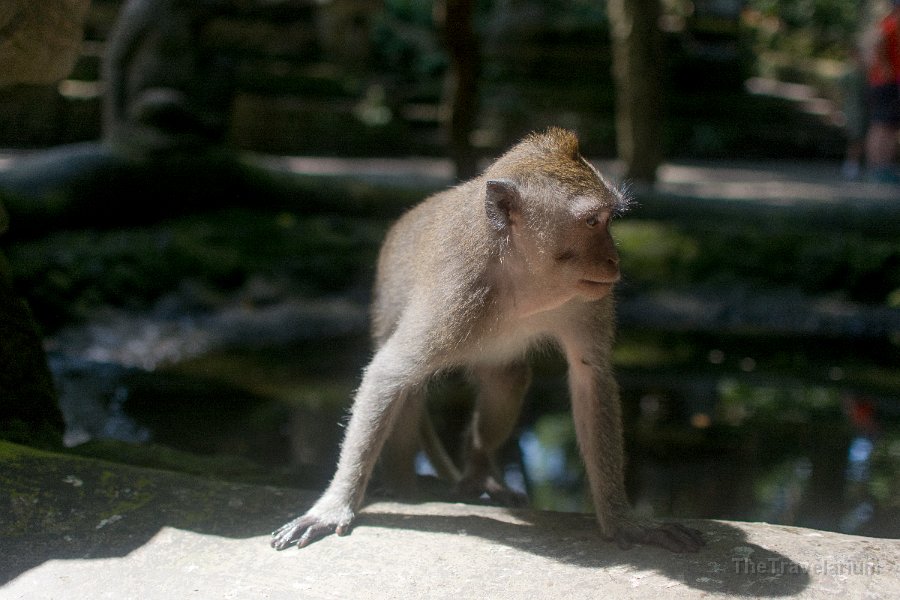 Bali-Ubud 048