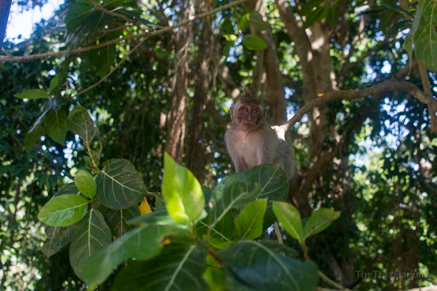 Bali-Ubud 050