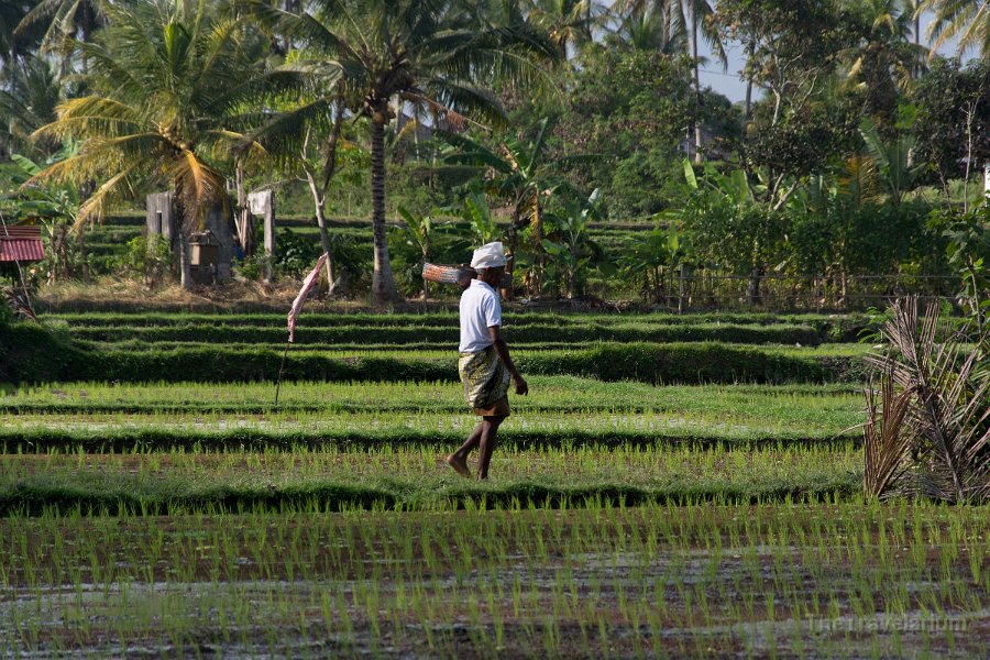 Bali-Ubud 055