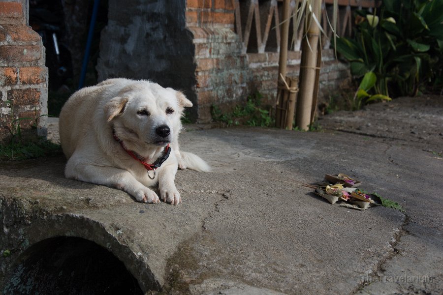 Bali-Ubud 056