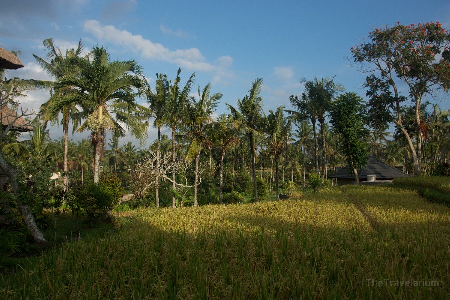 Bali-Ubud 061