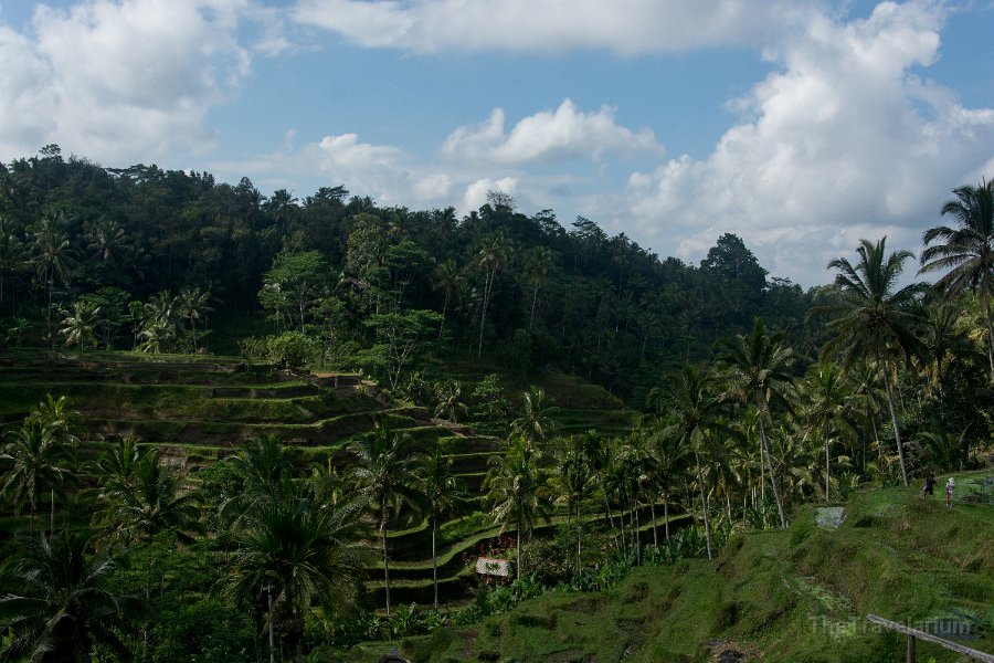 Bali-Ubud 062