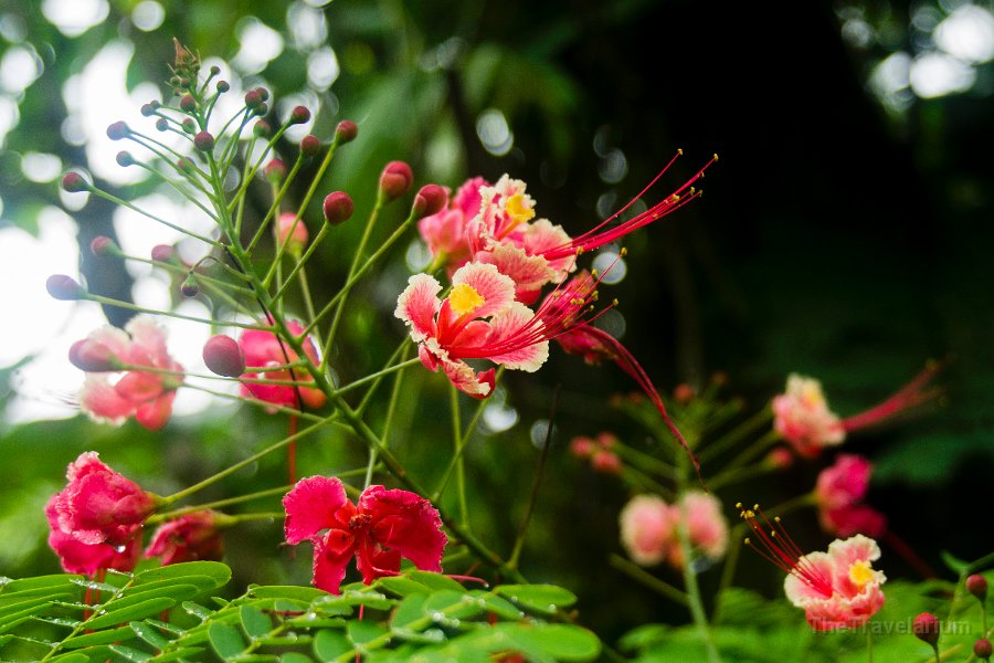 Bali-Ubud 080