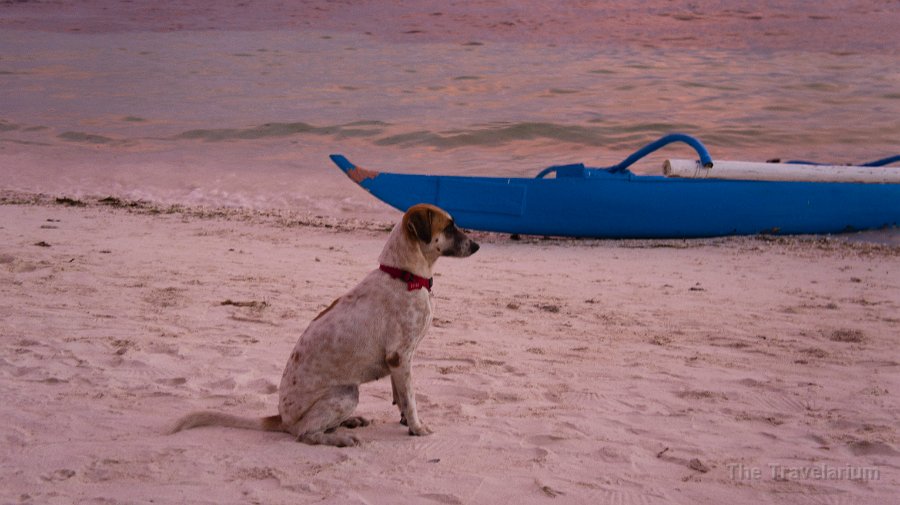 DSC08897 Bohol Dog