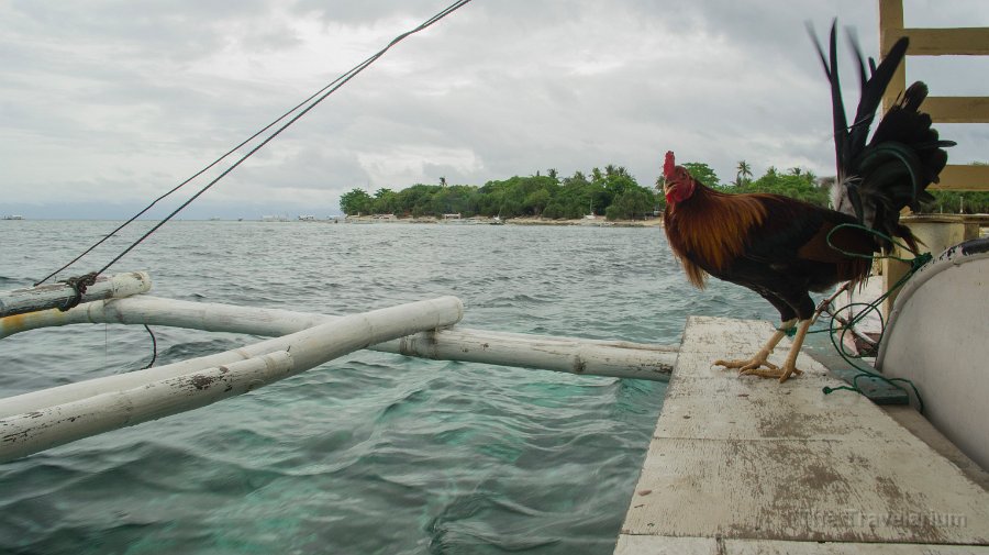 DSC08943 Bohol