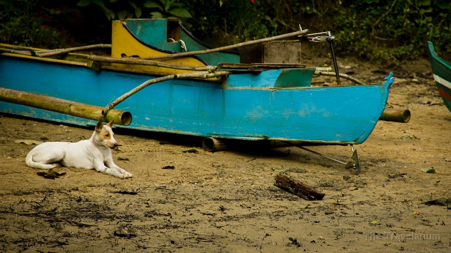 DSC09119 Bohol Dog