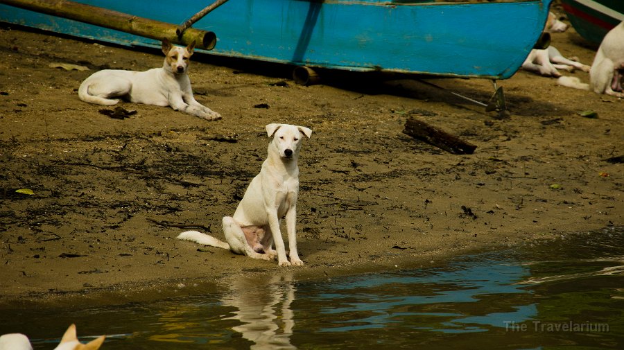 DSC09121 Bohol Dog