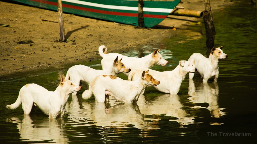 DSC09144 Bohol Dog