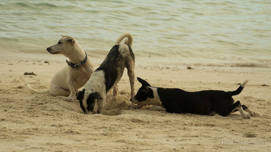 DSC09228 Bohol Dog