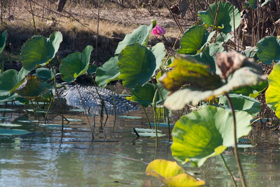 Kakadu 002