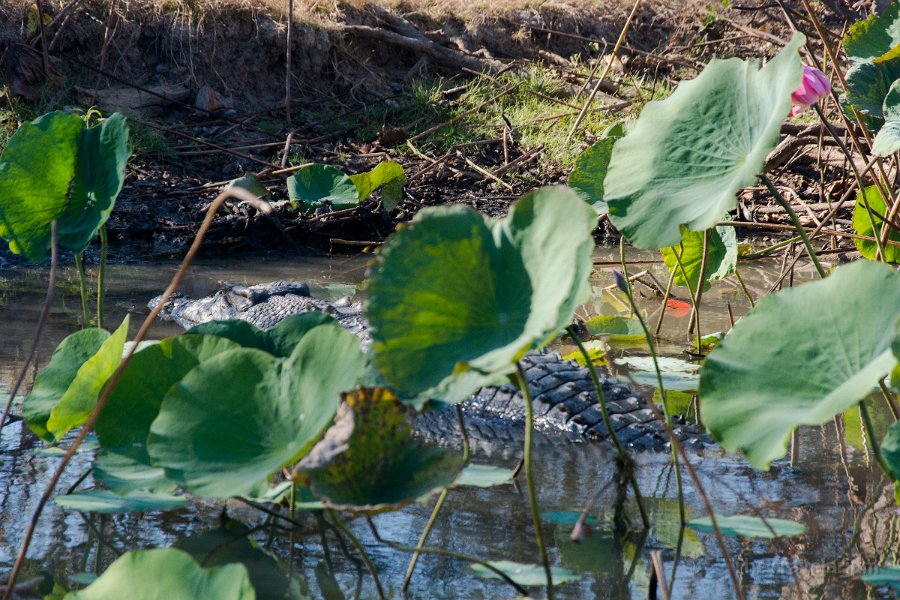 Kakadu 004