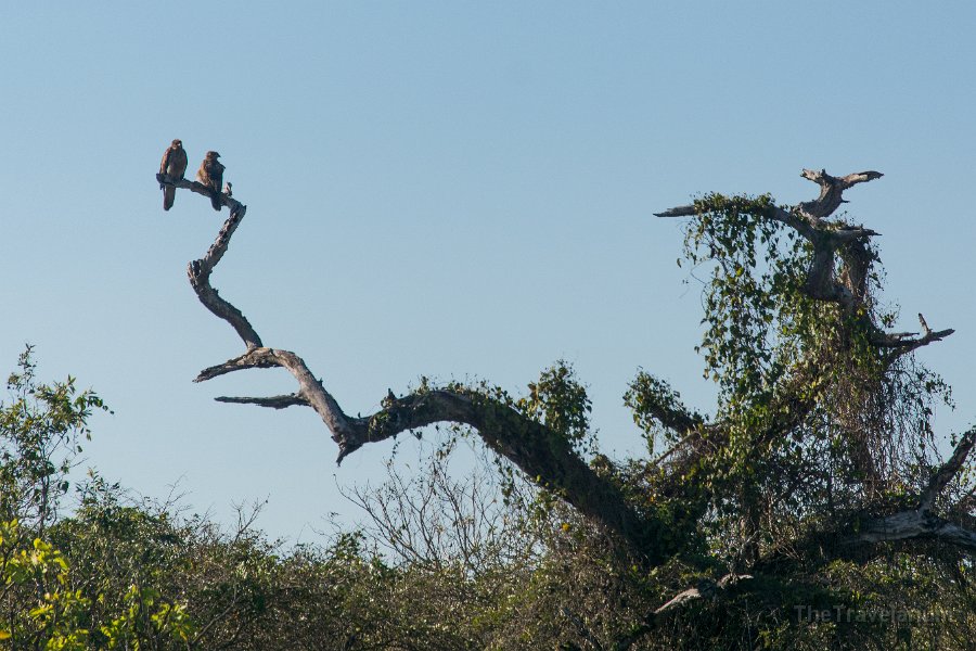 Kakadu 006