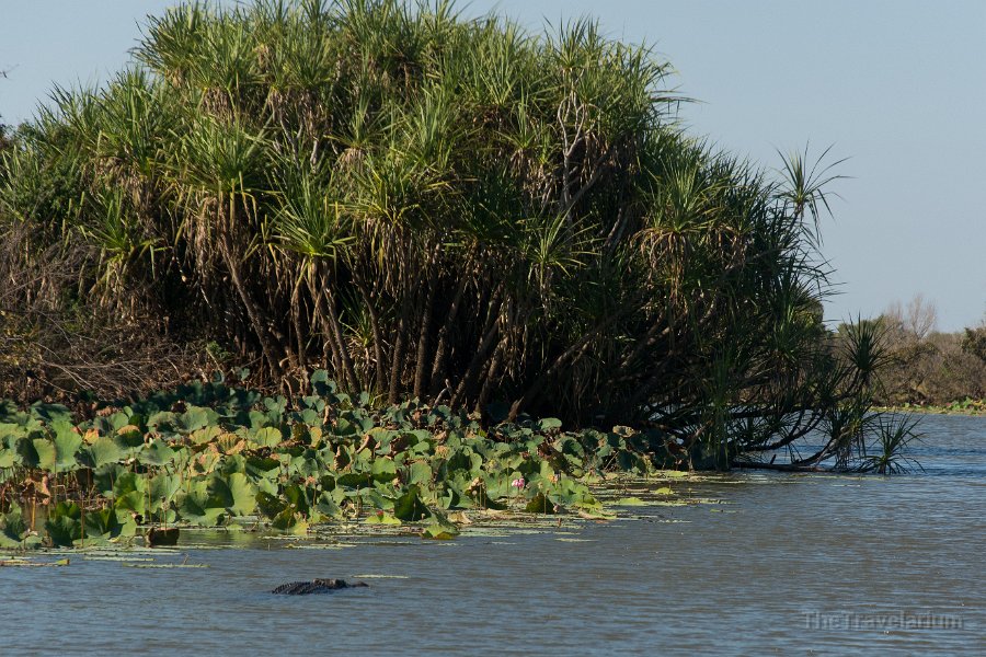 Kakadu 007