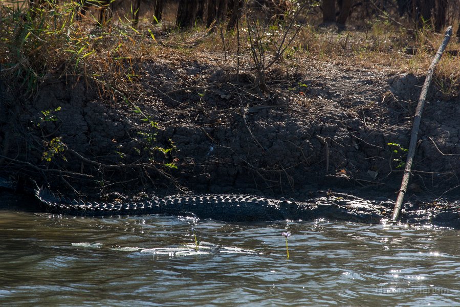 Kakadu 008