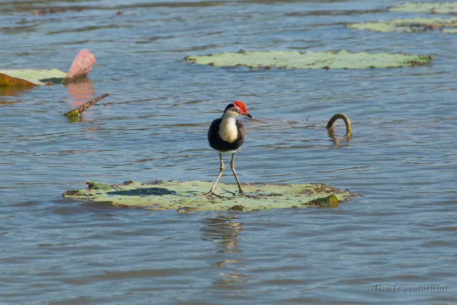 Kakadu 011