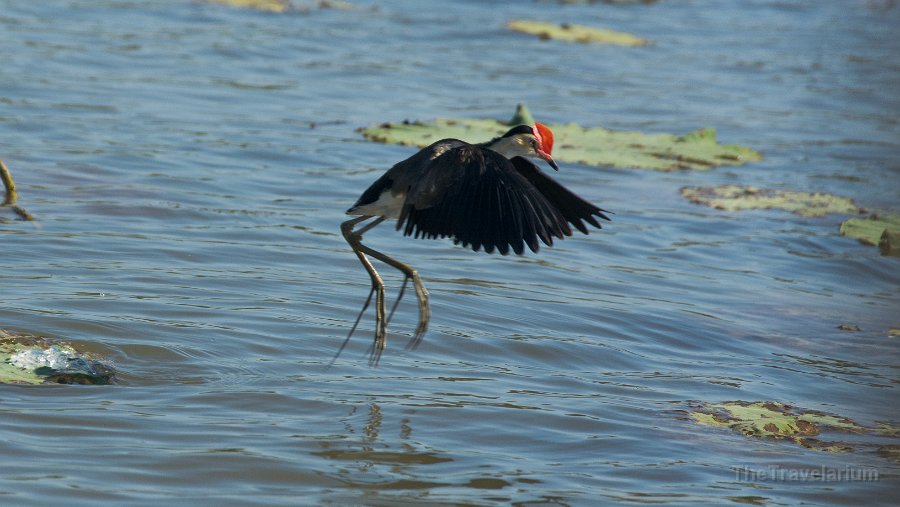 Kakadu 012