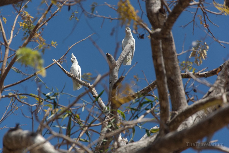 Kakadu 016