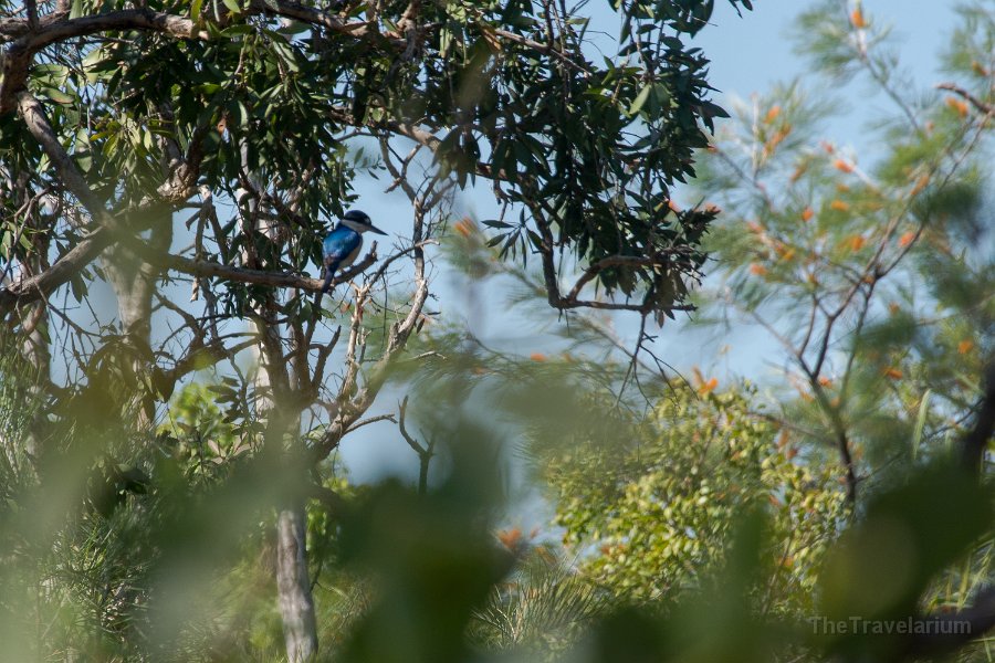 Kakadu 023