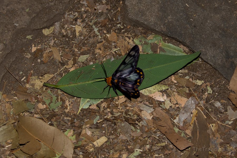 Kakadu 049