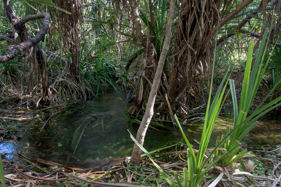 Kakadu 059