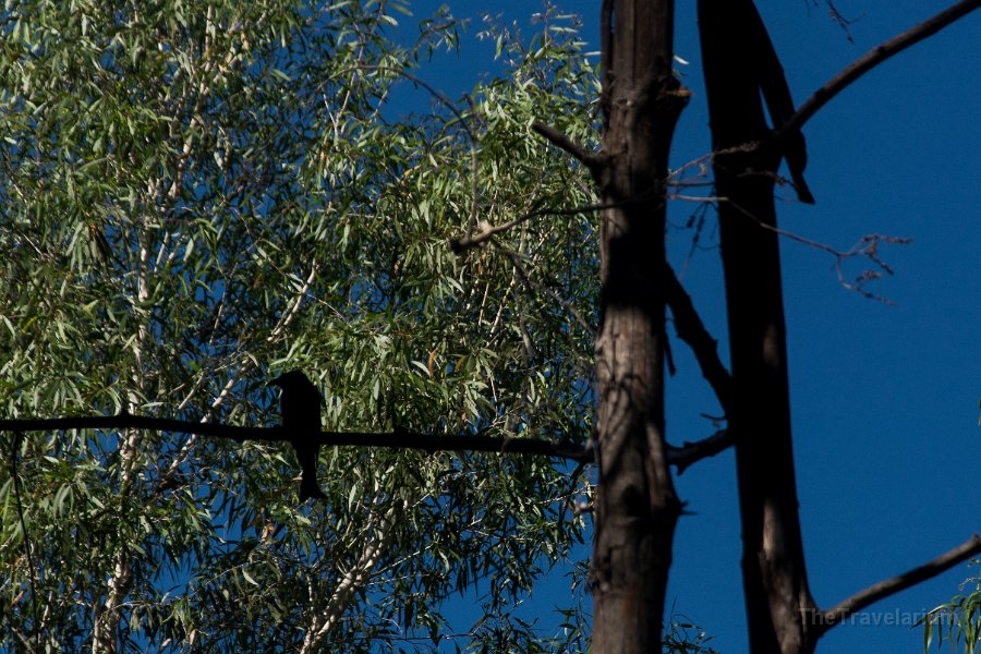 Kakadu 061