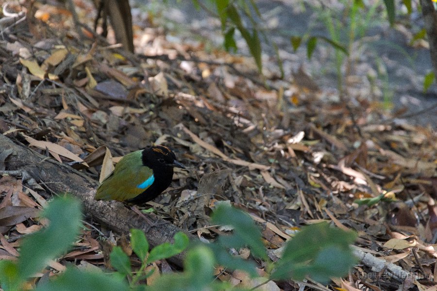 Kakadu 062