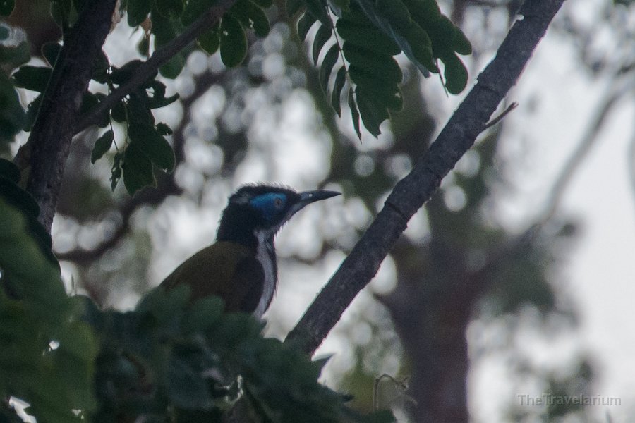 Kakadu 071