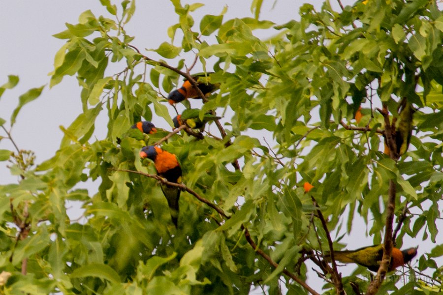 Kakadu 074