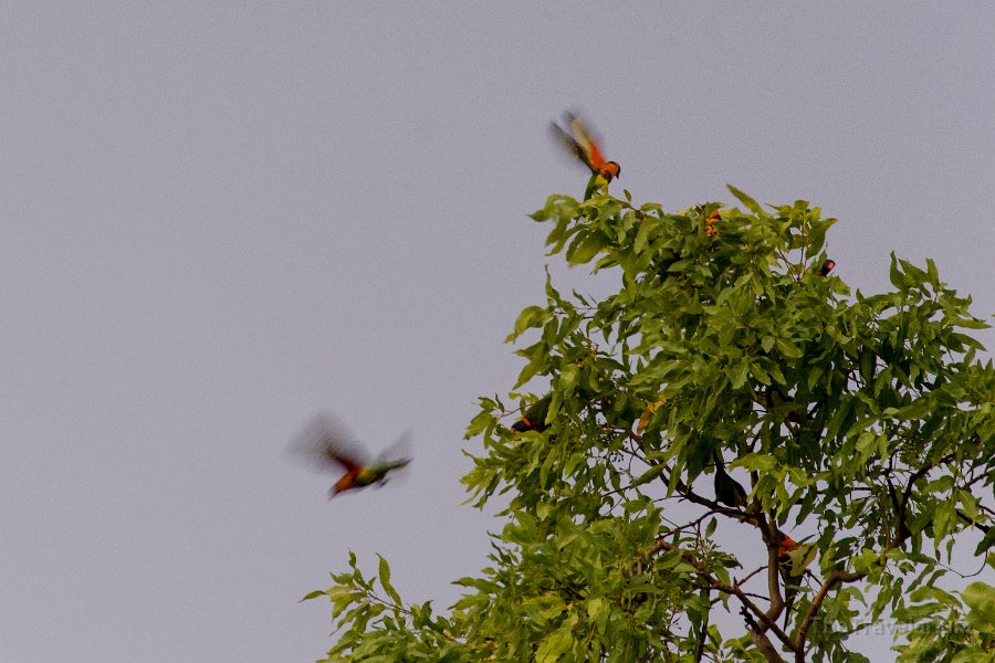 Kakadu 075