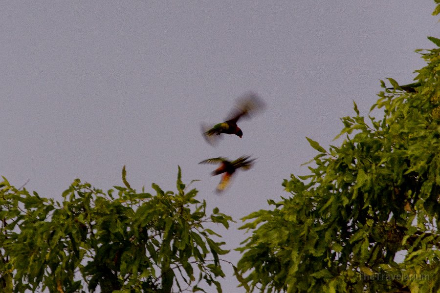 Kakadu 076