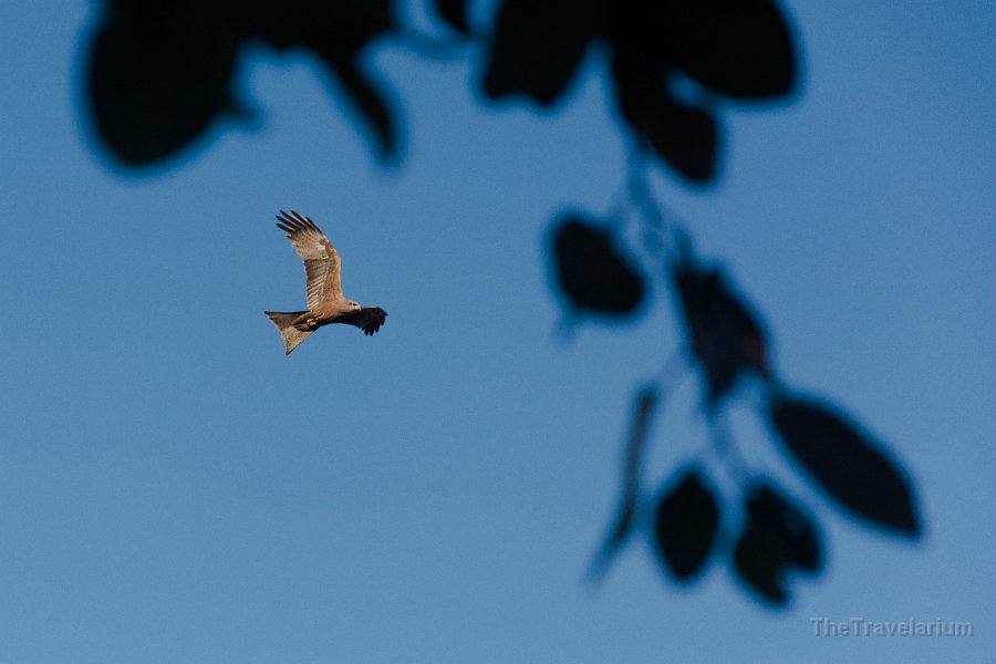 Kakadu 080