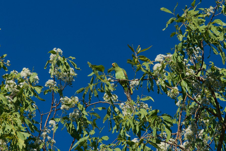 Kakadu 081