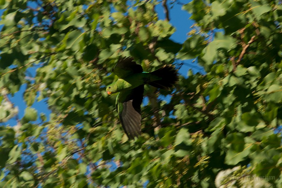 Kakadu 082