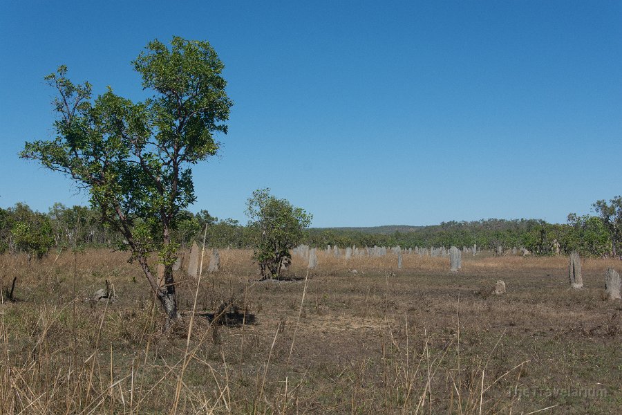 Kakadu 085