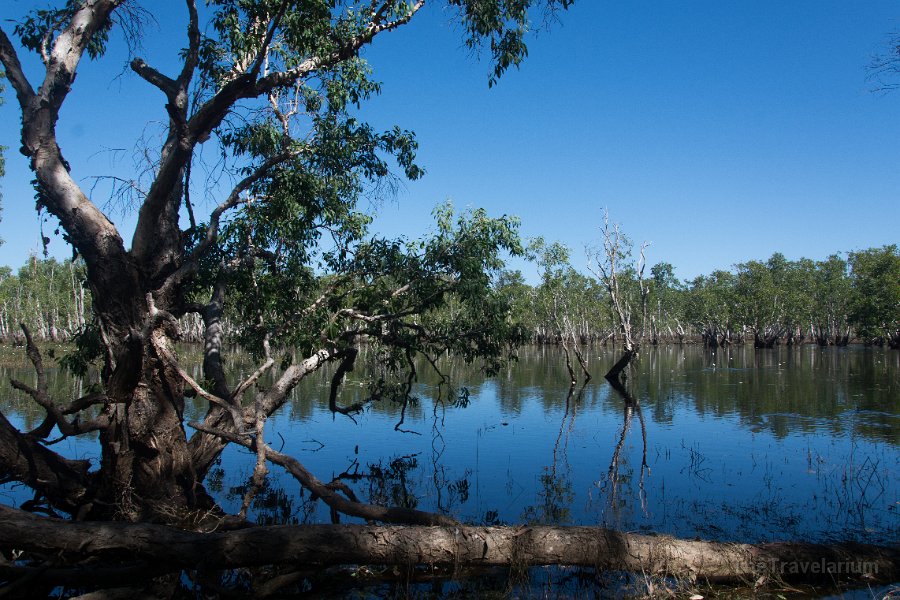 Kakadu 093