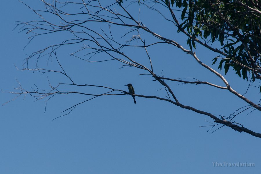 Kakadu 094