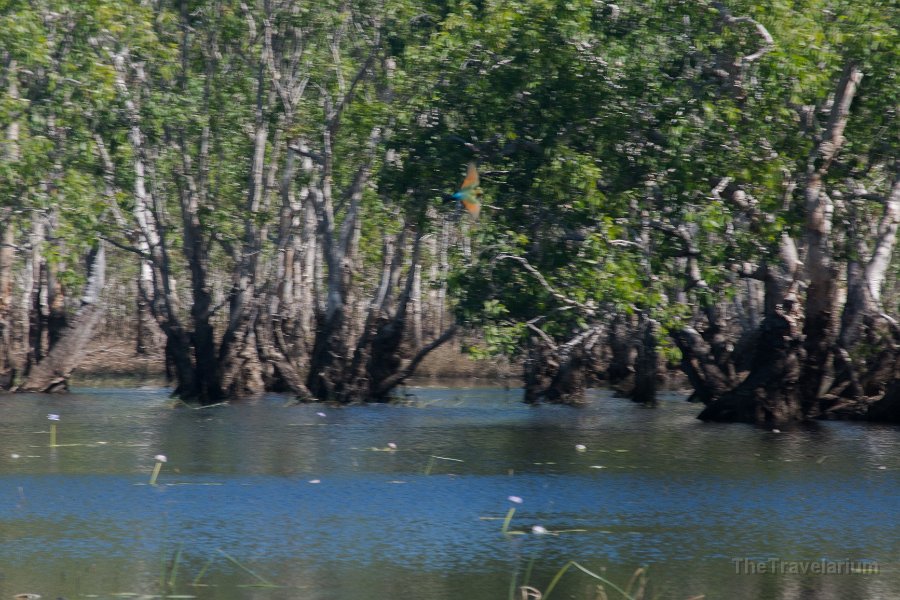 Kakadu 096