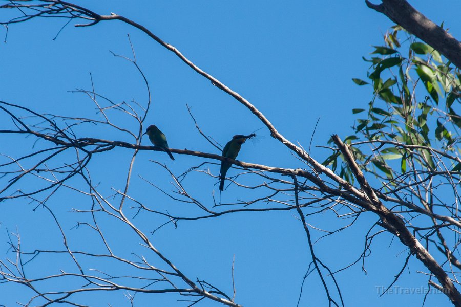 Kakadu 098