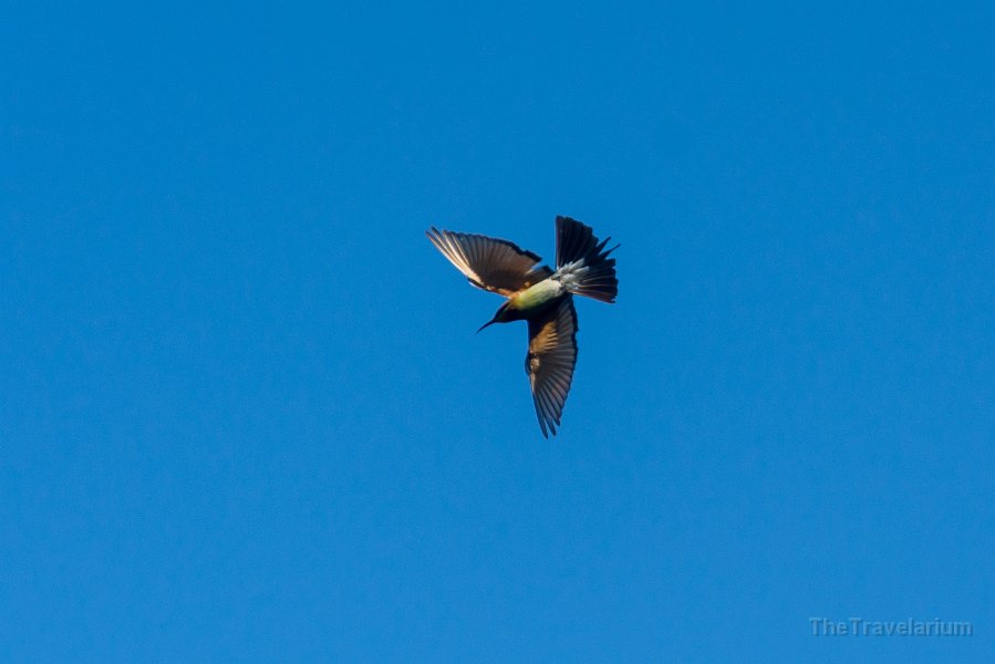 Kakadu 099