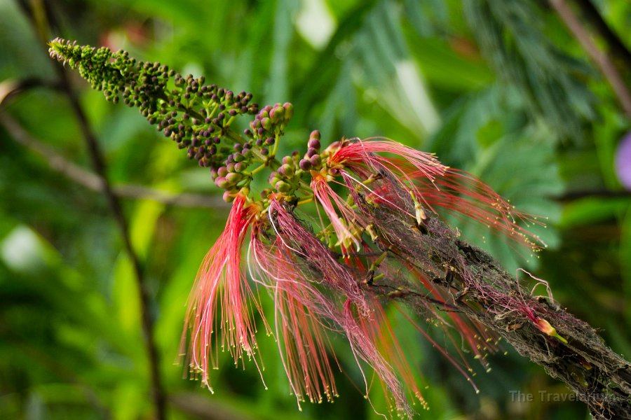 Papua DSC04557