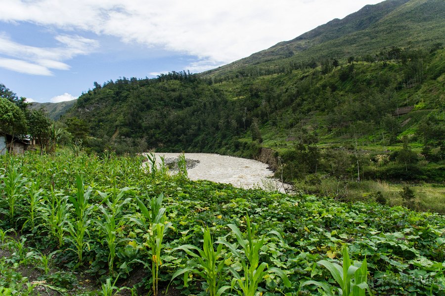 Papua DSC04561