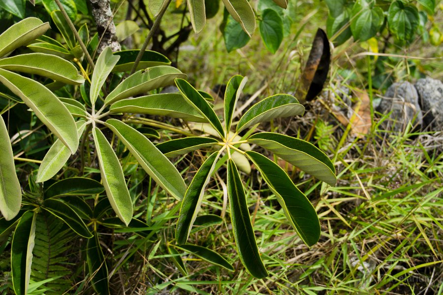 Papua DSC04632